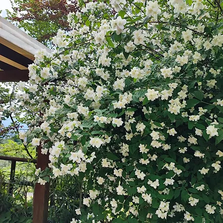 Lejlighed La Casa Dei Limoni *